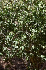Ardisia revoluta