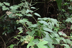 Deeringia amaranthoides
