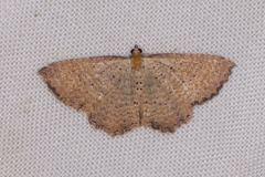 Chrysolarentia microcyma