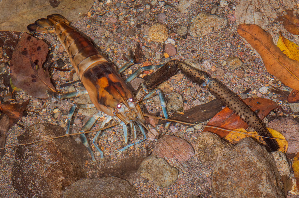 Bigclaw River Shrimp