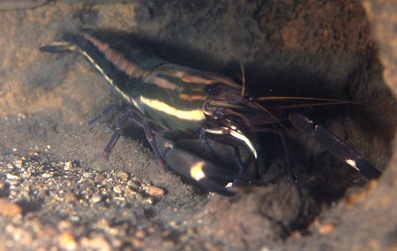 bigclaw river shrimp