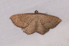 Chrysolarentia microcyma