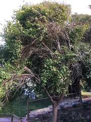 Halleria lucida