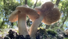 Entoloma clypeatum