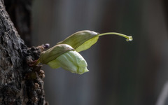 Parmentiera cereifera