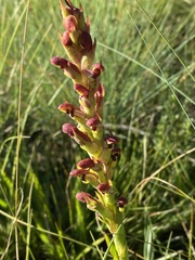 Disa brevicornis
