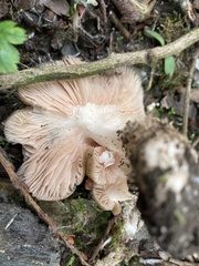 Entoloma clypeatum