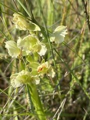 Pterygodium hastatum