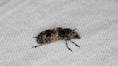 Dendropemon subfasciatus