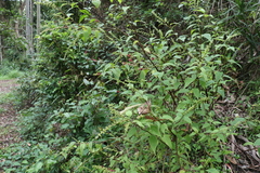 Deeringia amaranthoides