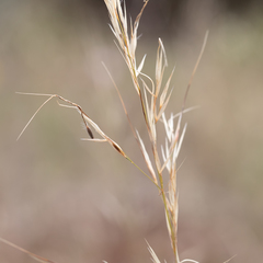 Austrostipa blackii