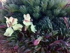 Lechenaultia macrantha