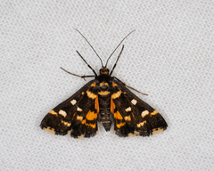 Diathrausta ochreipennis