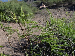 Prosopis flexuosa