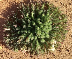 Lechenaultia macrantha