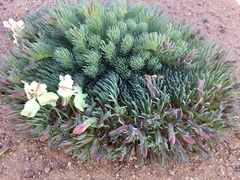 Lechenaultia macrantha