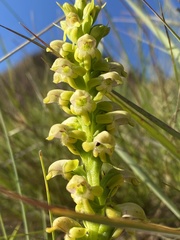 Satyrium microrrhynchum