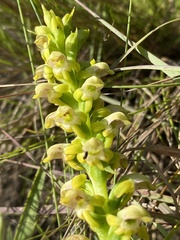 Satyrium microrrhynchum