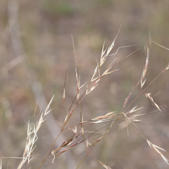 Austrostipa blackii