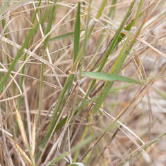 Austrostipa blackii