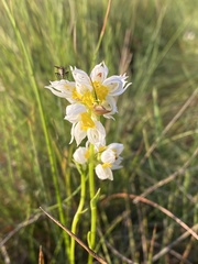 Schizochilus flexuosus