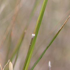 Austrostipa blackii