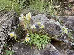 Schizochilus flexuosus