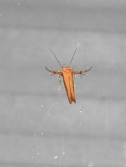 Stathmopoda skelloni