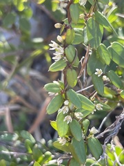 Metastelma californicum
