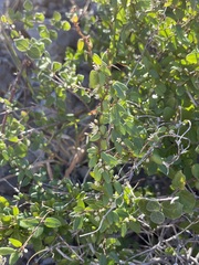 Metastelma californicum