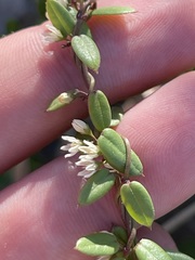 Metastelma californicum