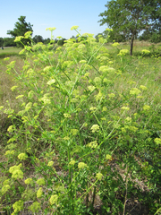 Polytaenia