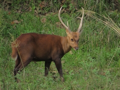 Hog Deer photo 2