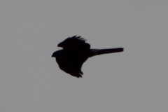 Accipiter striatus