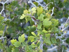 Serjania spinosa