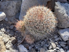 Mammillaria petrophila arida