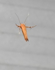 Stathmopoda skelloni