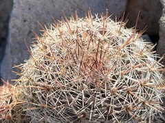 Mammillaria petrophila arida