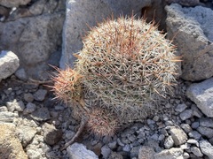 Mammillaria petrophila arida