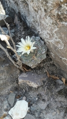 Strombocactus disciformis disciformis