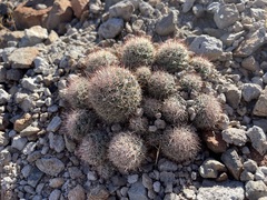 Mammillaria petrophila arida