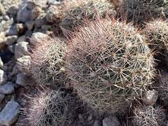 Mammillaria petrophila arida