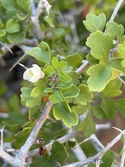 Serjania spinosa