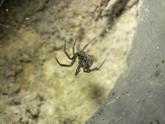 Steatoda cingulata