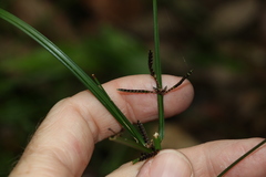 Cyperus tetraphyllus