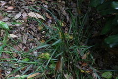 Cyperus tetraphyllus