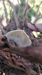 Crepidotus applanatus