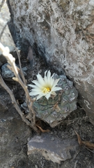 Strombocactus disciformis disciformis