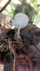 Crepidotus applanatus