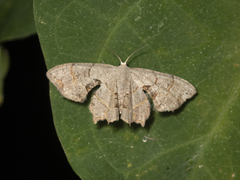 Dysaethria flavistriga